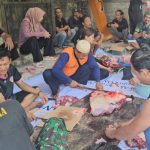 Momen Idul Adha, PSHT Banjarbaru Rawat Persaudaraan Lewat Sapi Kurban